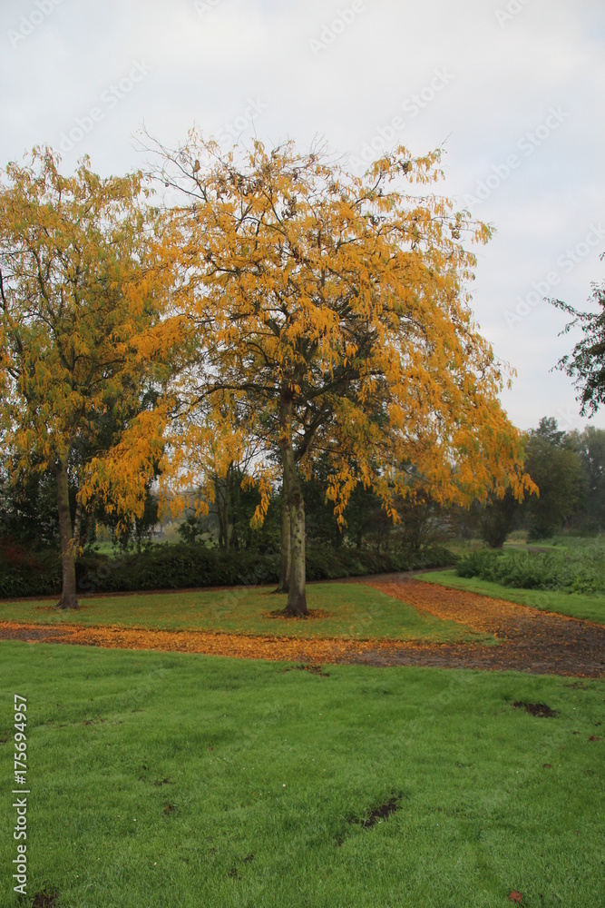 Naklejka premium Autumn leaves in several colors in The Netherlands