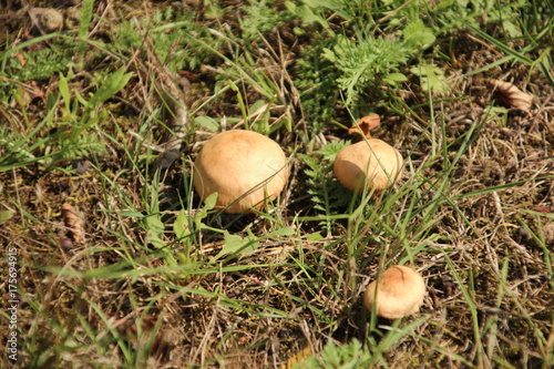 Mushroom in field