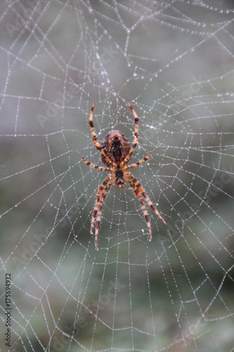 Spider in her web in the morning dew