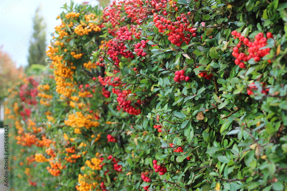 Red and yellow berries in hedge during autumn