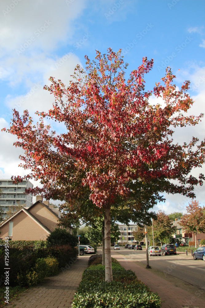 Autumn leaves in several colors in The Netherlands Autumn leaves in several colors in The Netherlands