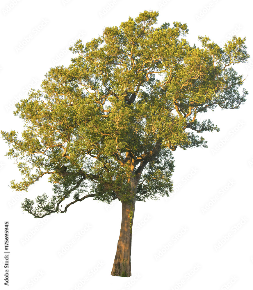 isolate tree Green leaves on white background