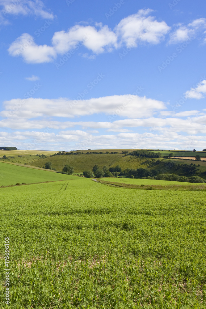 pea crop and countryside