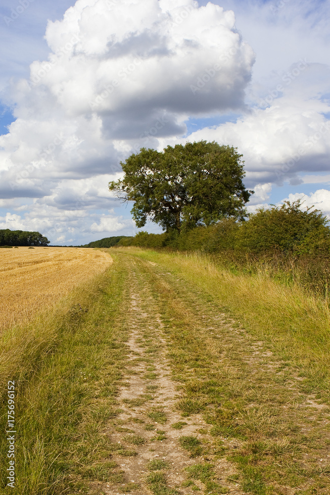 Fototapeta premium ash tree and bridleway
