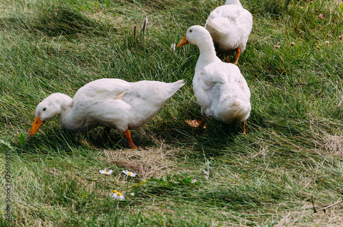 domestic ducks of white color graze in a meadow