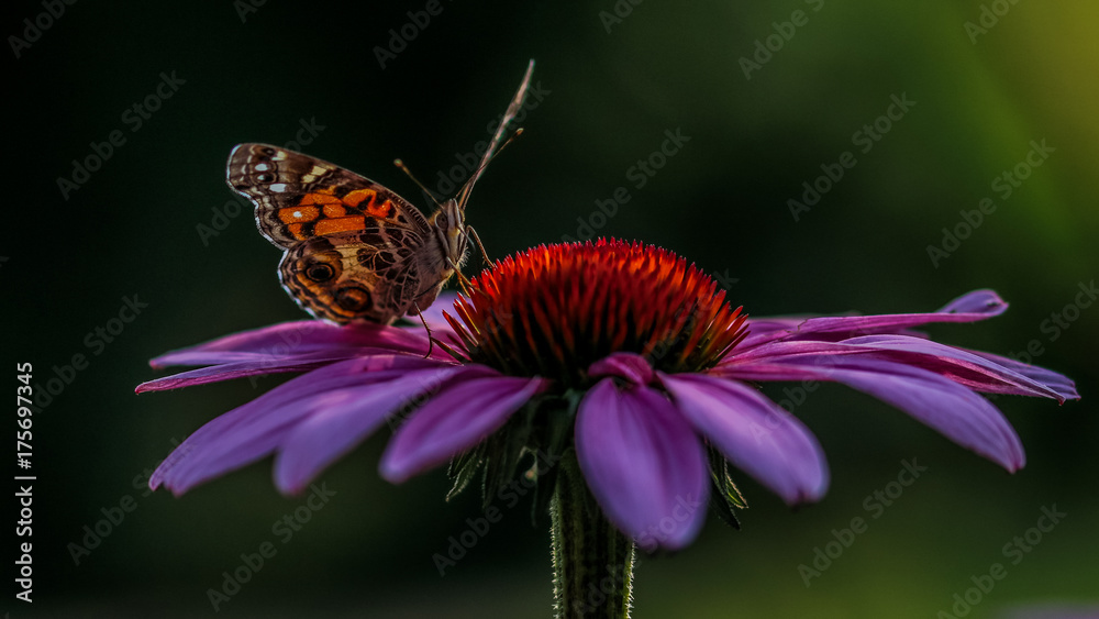 From the Eye of The Butterfly From the Eye of The Butterfly