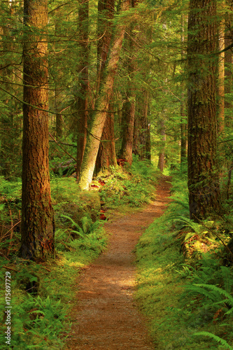 a picture of an Pacific Northwest forest trail