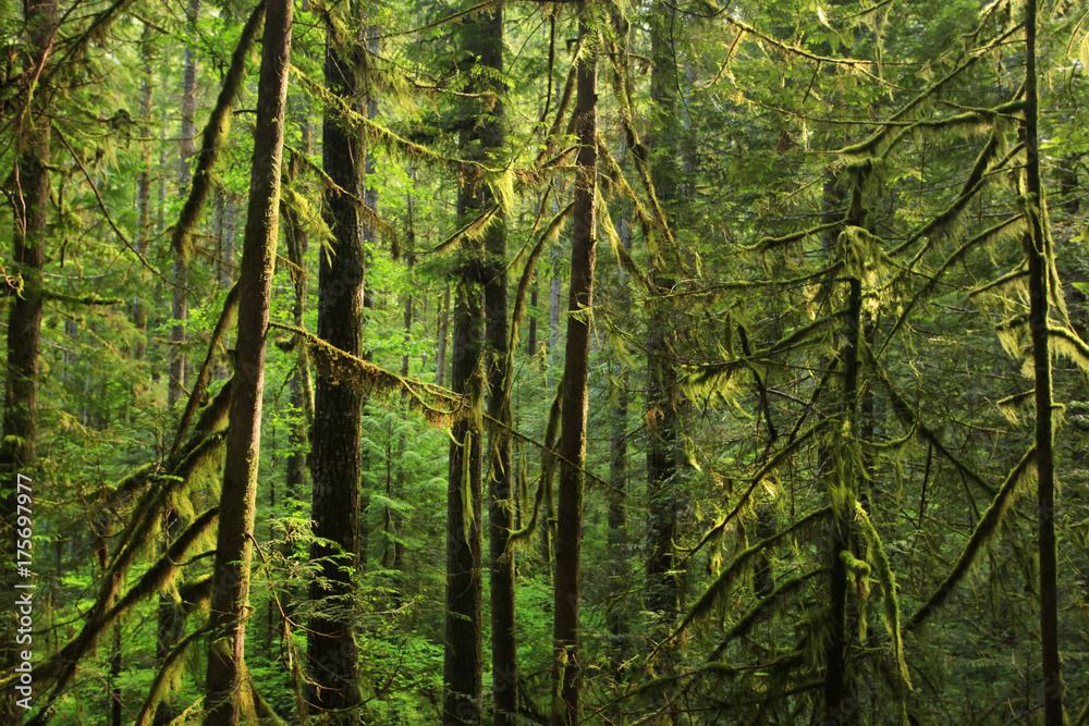 Fototapeta premium a picture of an Pacific Northwest rainforest