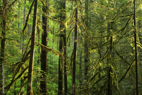 a picture of an Pacific Northwest rainforest