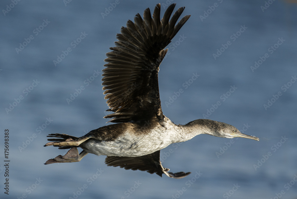 cormorano