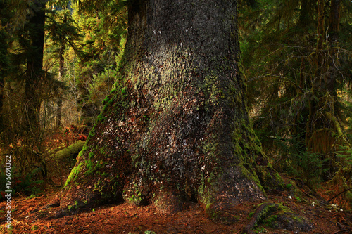 a picture of an Pacific Northwest old growth Sitka spruce tree