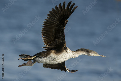 Obraz na płótnie cormorano w salonie