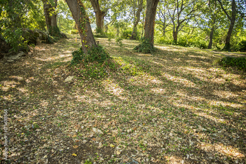 Obraz na płótnie bosco w salonie