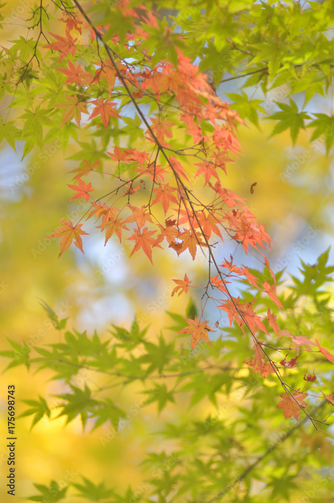 紅葉 紅葉