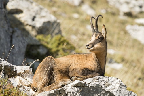 Camoscio d'Abruzzo - Parco Nazionale d'Abruzzo
