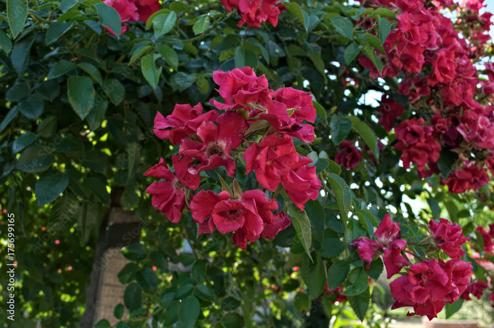 Decorative tree blooming with big red flowers Decorative tree blooming with big red flowers