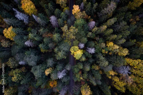Aerial view of colorful fall foliage of boreal forest in nordic country photo