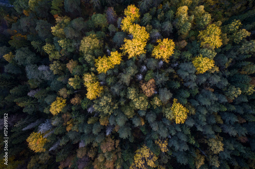 Aerial view of colorful fall foliage of boreal forest in nordic country