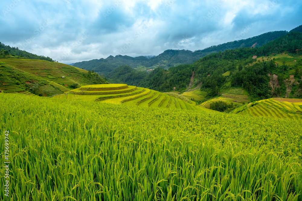 Beautiful landscape of rice terrace fields in Mu Cang Chai Vietnam, Line of rice field