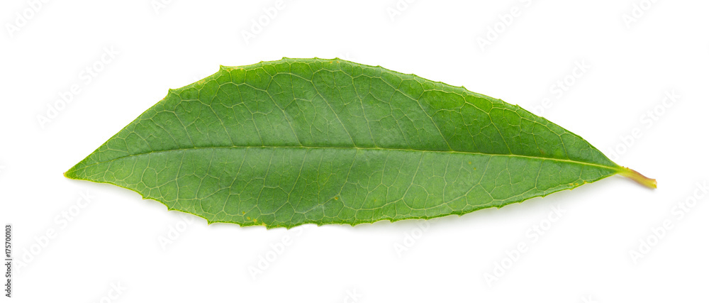 Obraz premium green leaf on a white background