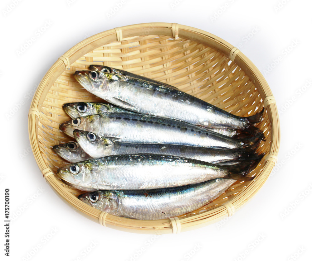 イワシ