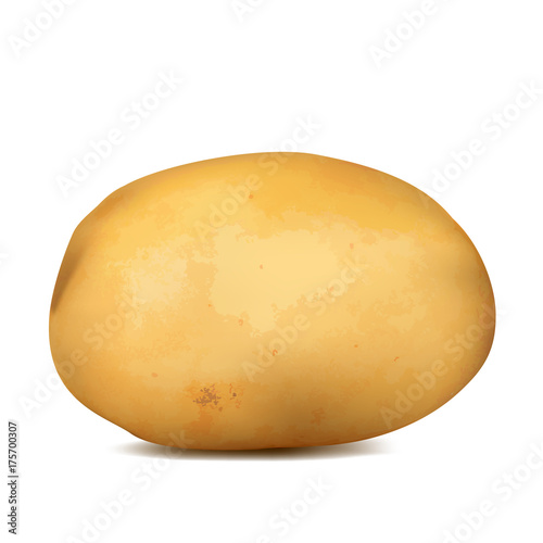 Raw potatoes on a white background. Vector illustration