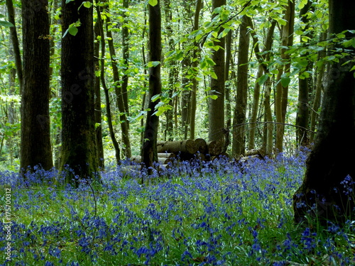 Bluebells nella foresta