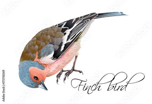 Finch bird illustration