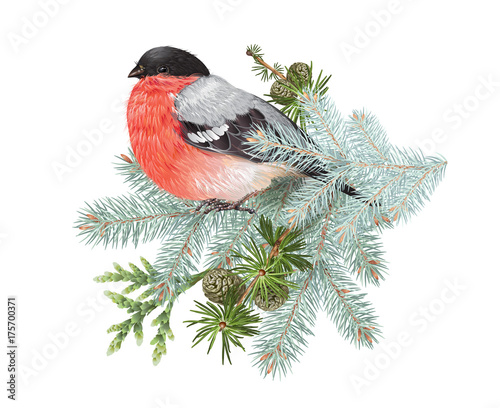 Bullfinch winter composition