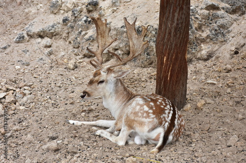 fallow deer photo
