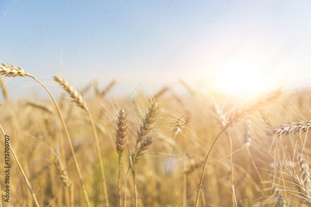 Wheat field. Ears of golden wheat close up. Beautiful Nature Sunset Landscape. Rural Scenery under Shining Sunlight. Background of ripening ears of meadow wheat field. Rich harvest Concept