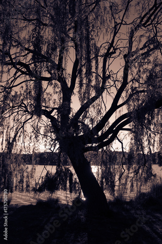 Lakeside tree