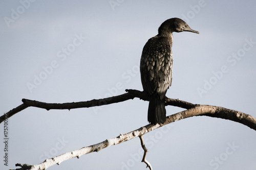 Bird on a branch