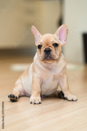 French Bulldog Puppy © praphab144