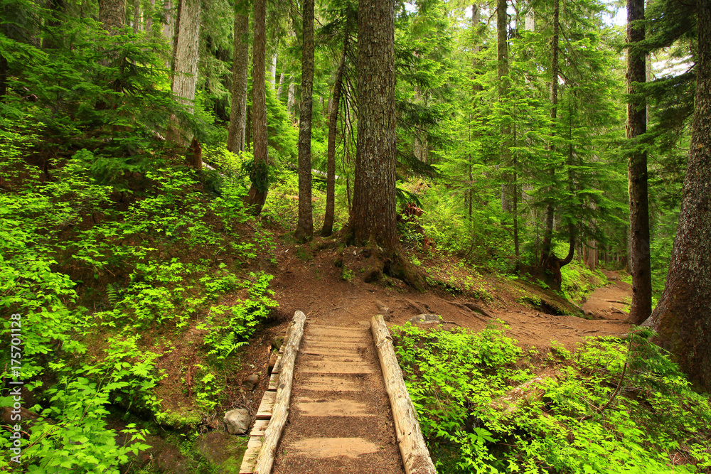 a picture of an Pacific Northwest forest trail a picture of an Pacific Northwest forest trail