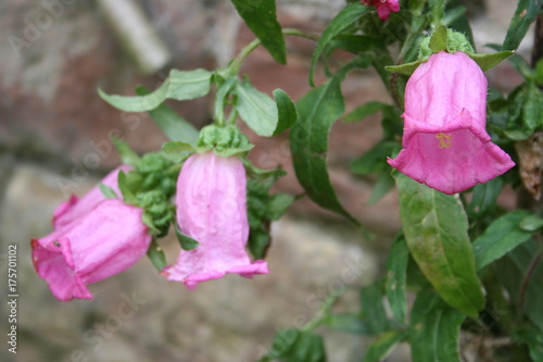 Campanule rosa isolate