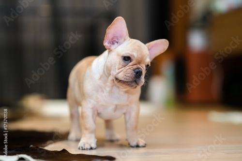 French Bulldog Puppy © praphab144