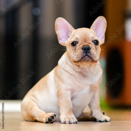 French Bulldog Puppy