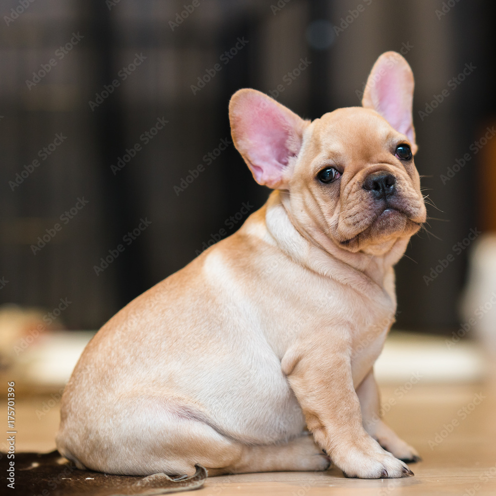 French Bulldog Puppy French Bulldog Puppy