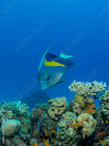 Kaiserfisch am Korallenriff