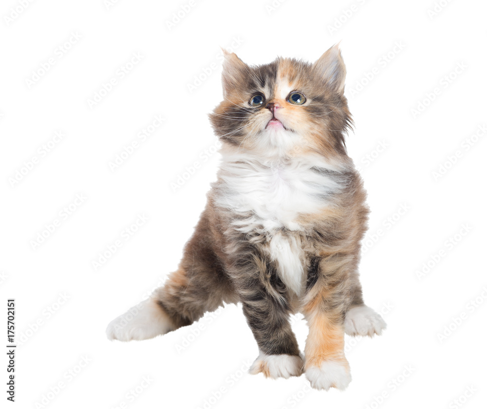 Funny, fluffy, tri-colored kitten. Isolated. A series of photos in various poses.