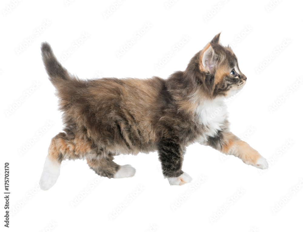 Fototapeta premium Funny, fluffy, tri-colored kitten. Isolated. A series of photos in various poses.