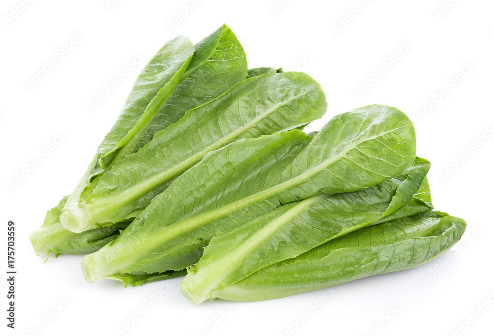 fresh cos lettuce isolated on white background fresh cos lettuce isolated on white background