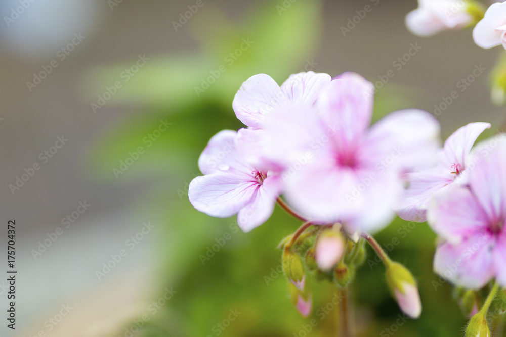 Pink flower of Geranium, Pelargonium x hortorum L.H.Bail (Geraniaceae) Pink flower of Geranium, Pelargonium x hortorum L.H.Bail (Geraniaceae)