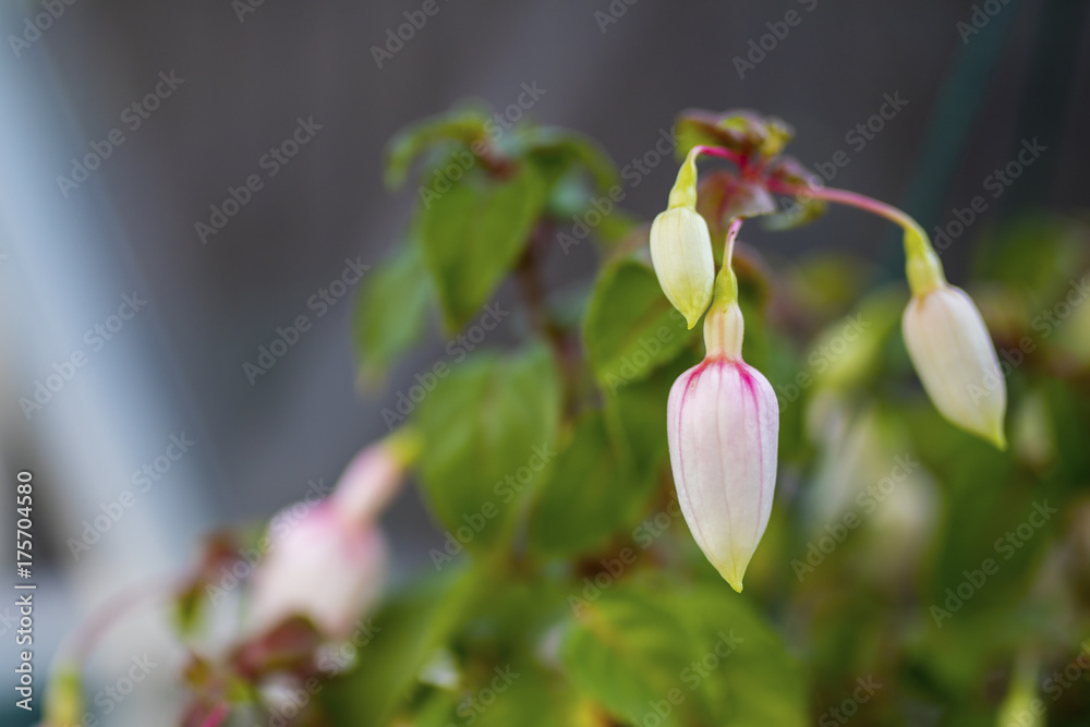 Unopened fuchsia petals ready to bloom in a hanging basket in an English potting shed Unopened fuchsia petals ready to bloom in a hanging basket in an English potting shed