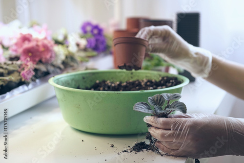 Florist holds small pot to transplantation flower. Growing violet- how to grow violet.