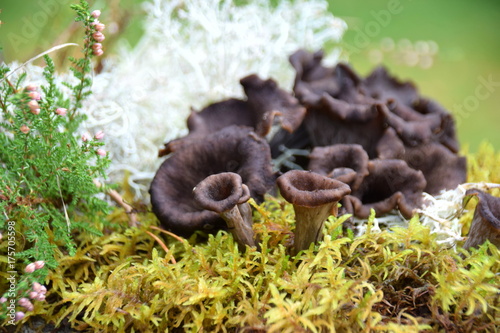 Craterellus cornucopioides - black mushrooms eatable