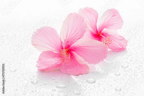 Pink hibiscus flower and reflect isolated on white background.