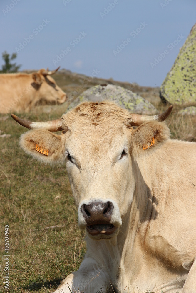 vache aubrac
