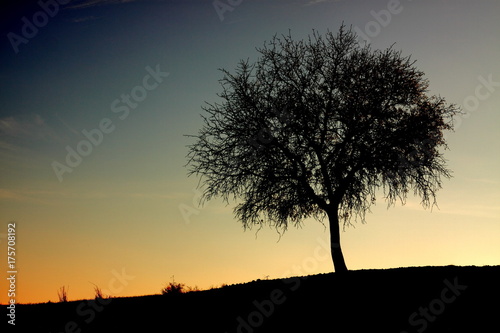 A Dark Lonely Tree